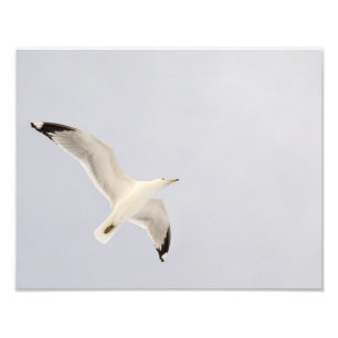 Soaring Gull Photo Print