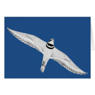 Soaring Killdeer On Blue