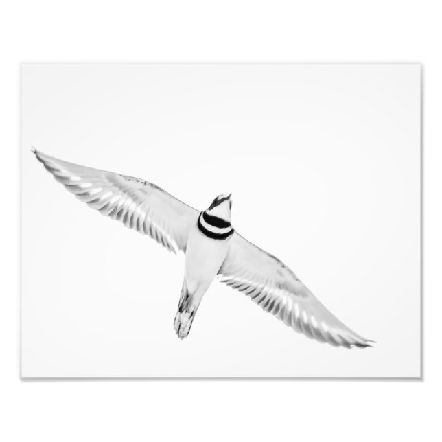 Soaring Killdeer Photo Print (Front)