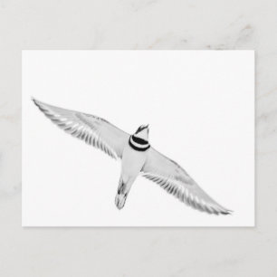 Soaring Killdeer Postcard