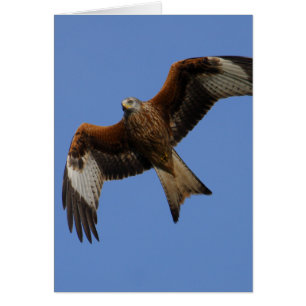 Soaring Red Kite