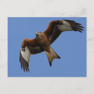 Soaring Red Kite Postcard