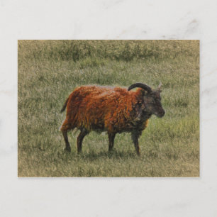 Soay Sheep Postcard