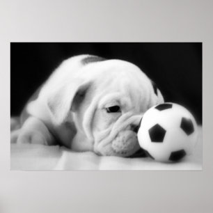 "Soccer Ball Nose" English Bulldog Puppy Poster