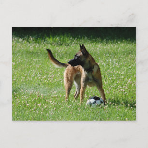 Soccer Malinois Postcard