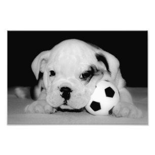 "Soccer Puppy" English Bulldog Photo Print