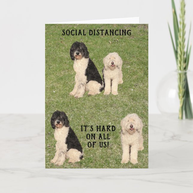 Social Distancing Golden Doodle Dogs Card (Front)