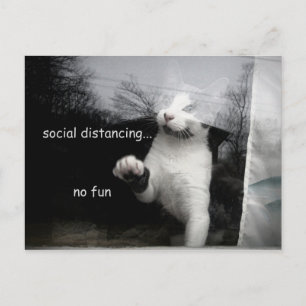 Social Distancing Kitten Postcard