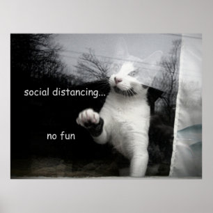 Social Distancing Kitten Poster