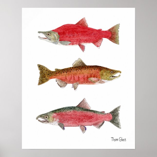 Sockeye,Chinook,Coho Salmon Poster (Front)