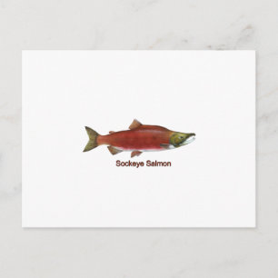 Sockeye - Red Salmon (titled) Postcard