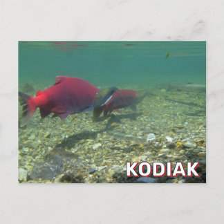 Sockeye Salmon In Kodiak, Alaska Postcard