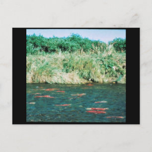 Sockeye Salmon Postcard