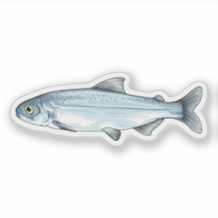 Sockeye Salmon Smolt