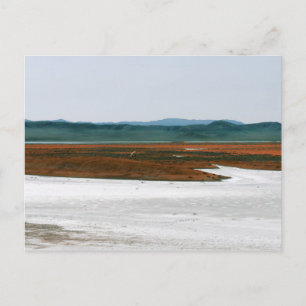 Soda Lake, Carrizo Plain National Monument CA Postcard