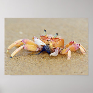 Sodwana Bay, KwaZulu Natal Province, South Poster