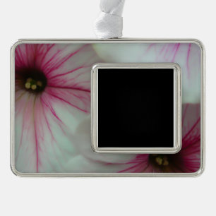 Soft and delicate Pink Petunias Silver Plated Framed Ornament