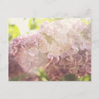 Soft and Purple Postcard