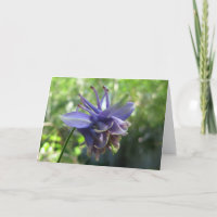 Soft Blue Columbine