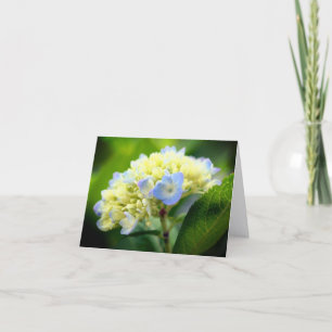 Soft Blue Hydrangea Flower Photography Note Card