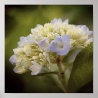 Soft Blue Hydrangea Flower Vintage Tint