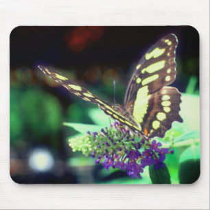 Soft Butterfly On Flower Nature  Mouse Pad