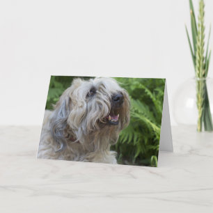 Soft Coated Wheaten Terrier Birthday Card