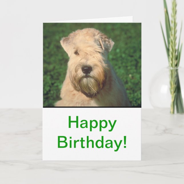 Soft Coated Wheaten Terrier Card (Front)