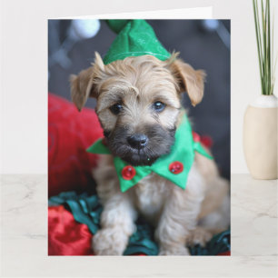 Soft Coated Wheaten Terrier Elf Card