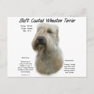 Soft Coated Wheaten Terrier History Design Postcard