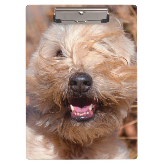 Soft Coated Wheaten Terrier portrait Clipboard (Front)