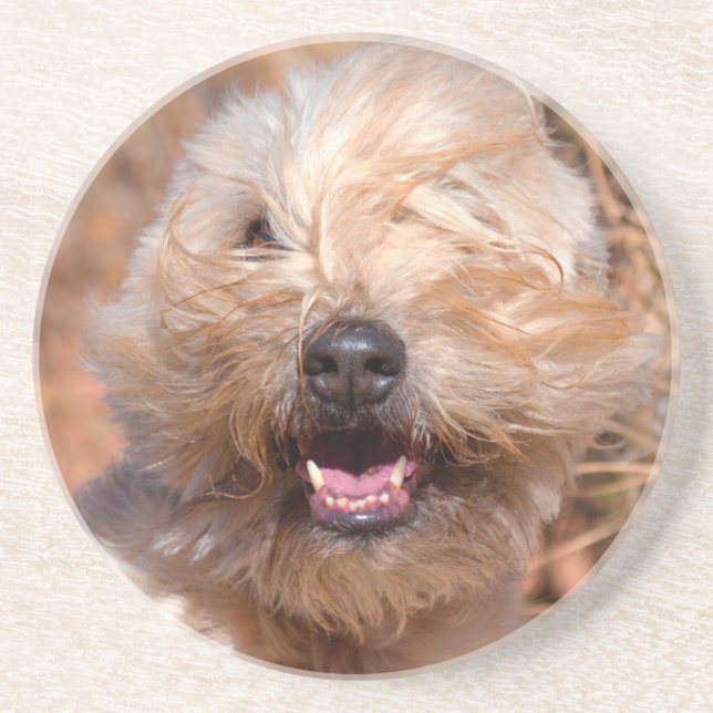 Soft Coated Wheaten Terrier portrait Coaster (Front)
