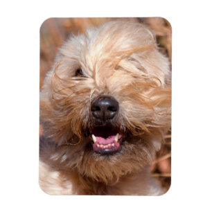 Soft Coated Wheaten Terrier portrait Magnet
