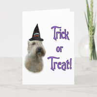 Soft Coated Wheaten Trick Greeting Card