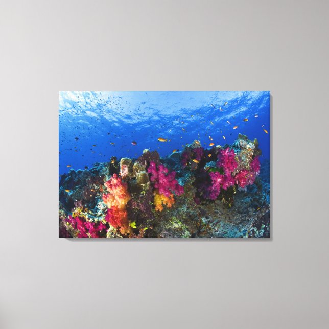 Soft corals on shallow reef, Fiji Canvas Print (Front)