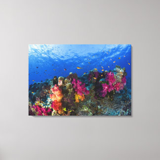 Soft corals on shallow reef, Fiji Canvas Print
