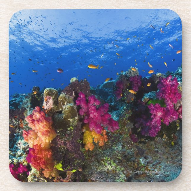 Soft corals on shallow reef, Fiji Coaster (Front)