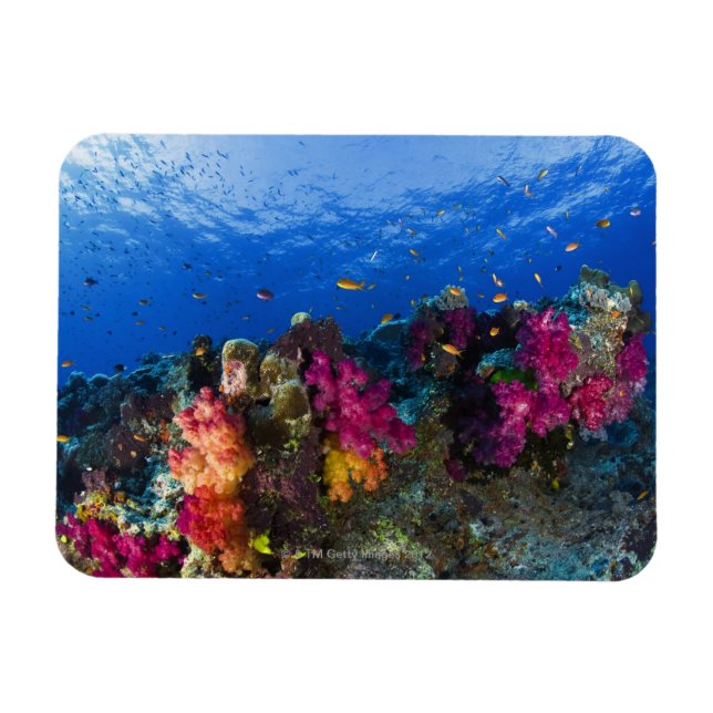 Soft corals on shallow reef, Fiji Magnet (Horizontal)