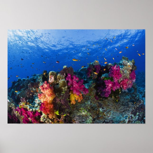 Soft corals on shallow reef, Fiji Poster (Front)