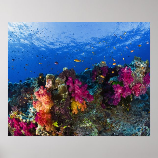 Soft corals on shallow reef, Fiji Poster (Front)