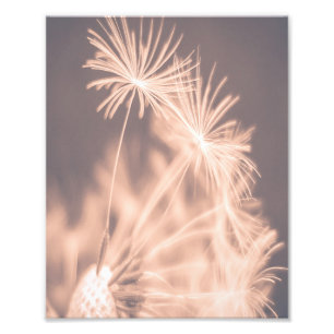 Soft Fairytale Pink Dandelion Blowball 3 Photo Print