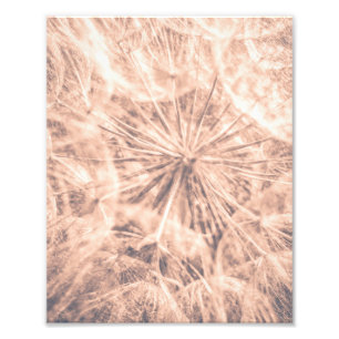  Soft Fairytale Pink Dandelion Blowball 4 Photo Print