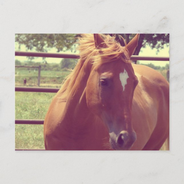 Soft Focus Scotch Postcard (Front)