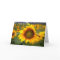 Soft Focus Sunflower Thank You