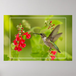 Soft Green Summer Poster