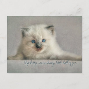 Soft kitty, ragdoll postcard