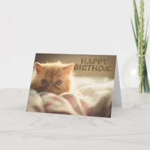 Soft kitty wishes card