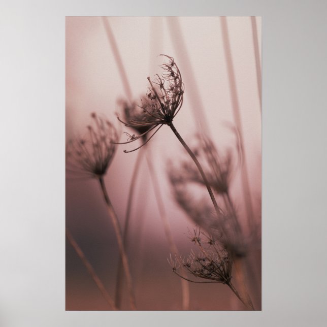 Soft Light Wild Flower Seed Heads Poster (Front)