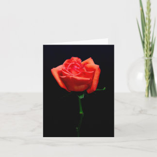 Soft Orange Rose Card