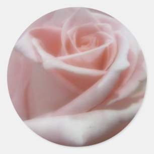 Soft Pale Pink Rose Classic Round Sticker